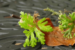 Selaginella martensii   